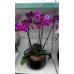 Орхидея сиреневая букет в кашпо